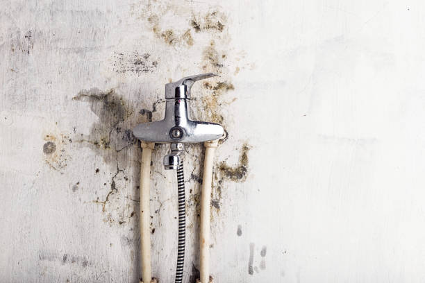 Best Localized Mold Remediation (e.g., coastal areas, humid climates) in Dundee, OR