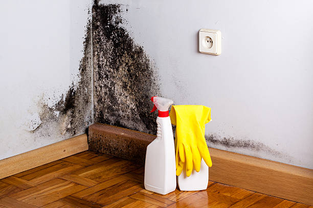 Best Residential Mold Remediation in Dundee, OR