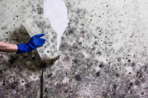 Trusted Dundee, OR Mold Remediation Experts